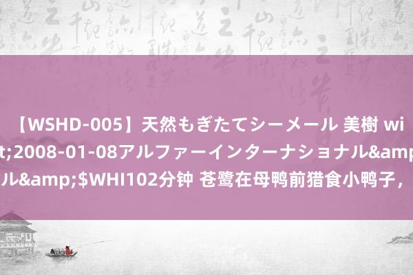 【WSHD-005】天然もぎたてシーメール 美樹 with りん</a>2008-01-08アルファーインターナショナル&$WHI102分钟 苍鹭在母鸭前猎食小鸭子，母鸭拼尽全力也无法救下